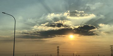 青浦小麦技术优势